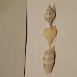 Natural Seashells for Small Pets / Decor